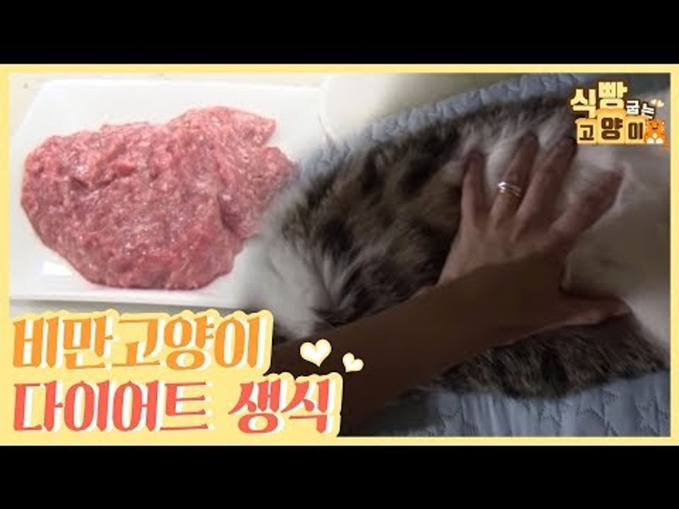 비만 고양이를 위한 다이어트 생식 만들기 [식빵굽는 고양이] 15회