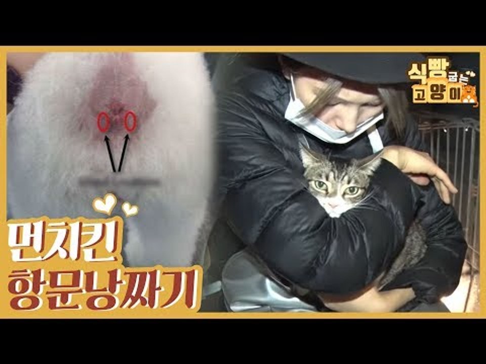 먼치킨 가족이 제일 싫어하는 항문낭 짜기 [식빵굽는 고양이 시즌2] 25회