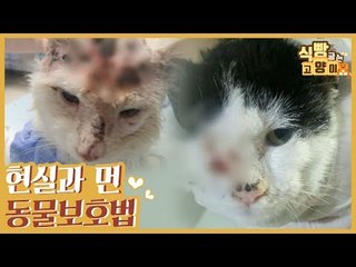 동물 학대 관련해 현실과 거리가 먼 동물 보호법 [식빵굽는 고양이 시즌2] 28회