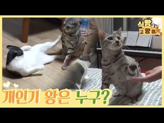 Pick Me! 집사의 선택받을 개인기 왕은 나야 나! [식빵굽는 고양이 시즌2] 29회