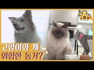 개 2마리와 고양이 4마리의 위험한 동거(?) [식빵굽는 고양이 시즌2] 29회