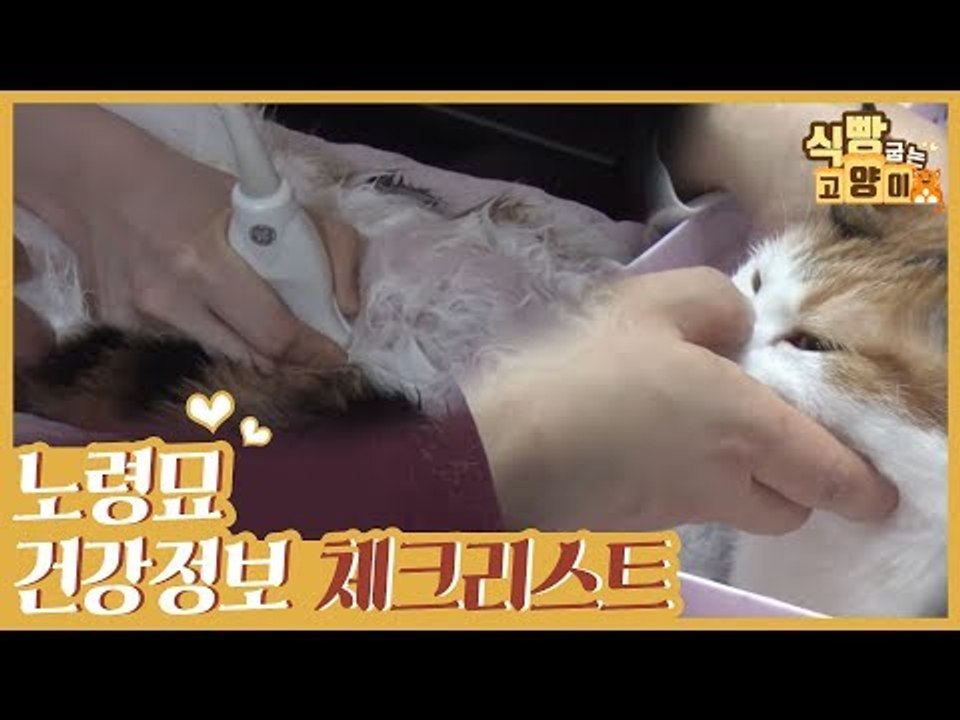노령묘 건강 정보 체크리스트 TIP #꿀팁 [식빵굽는 고양이] 21회