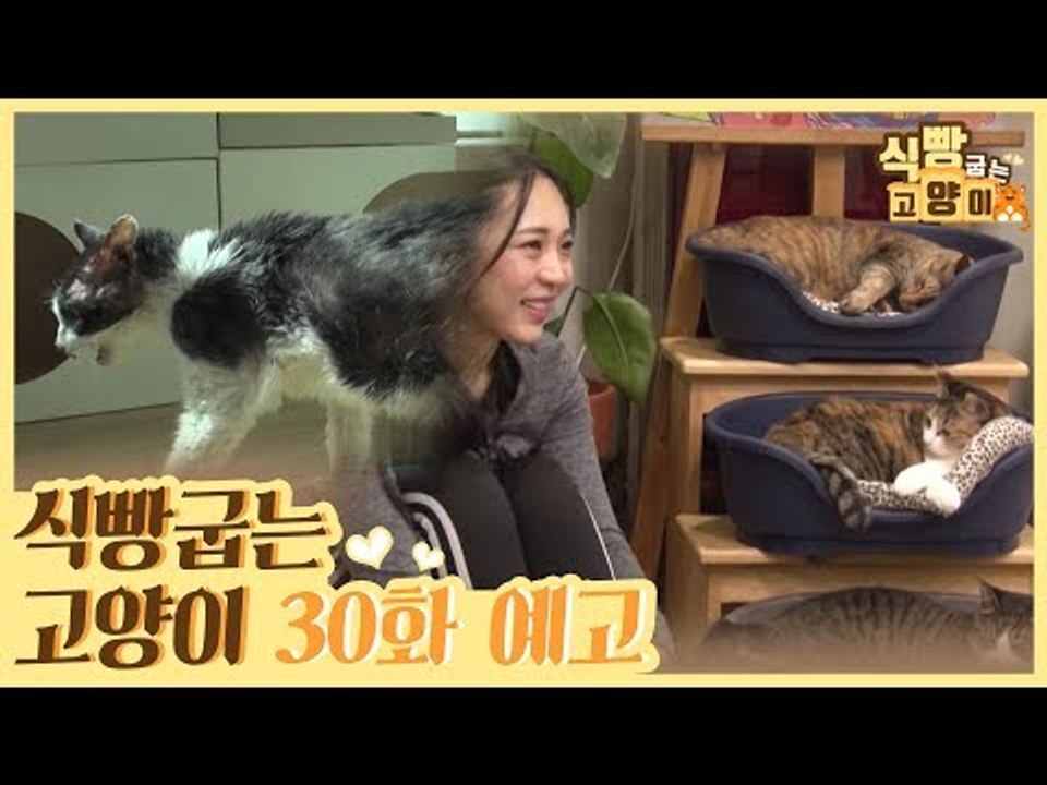 [30회 예고] 식빵굽는 고양이 시즌2, 시한부 고양이 찰리 & 가수 나오미의 집사 라이프