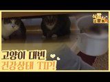 고양이 대변으로 보는 건강 상태 TIP #꿀팁 [식빵굽는 고양이] 21