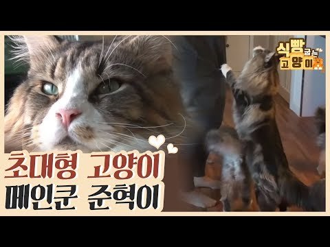 Maine Coon, 초대형묘 거인 신사 메인쿤 준혁이 [식빵굽는 고양이] 17회