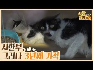 시한부 선고를 받고 3년째 기적을 만들고 있는 찰리 [식빵굽는 고양이 시즌2] 30회