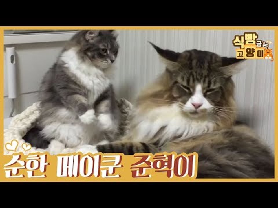 큰 덩치에 비해 순한 메인쿤 준혁이 #묘블리 [식빵굽는 고양이] 18회