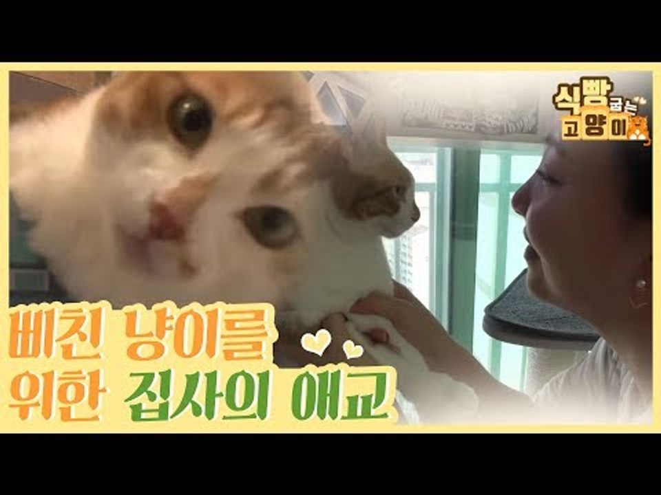 삐친 고양이를 위한 집사의 애교 #행복하면_야옹 [식빵굽는 고양이] 18회