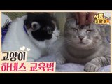 정병성 수의사의 솔루션 & 고양이 하네스 교육법 [식빵굽는 고양이] 24회