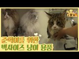 메인쿤 준혁이를 위한 빅사이즈 고양이 용품 [식빵굽는 고양이] 18회