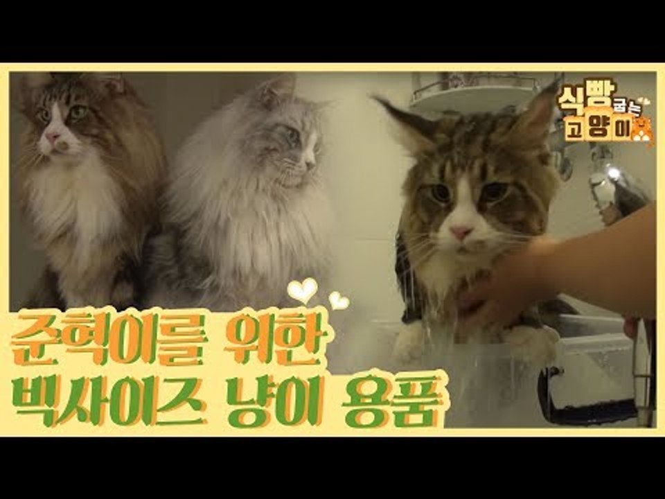 메인쿤 준혁이를 위한 빅사이즈 고양이 용품 [식빵굽는 고양이] 18회