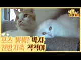 포스가 남다른 박사와 천방지축 척척이 [식빵굽는 고양이 시즌2] 31회