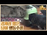 경계심 많은 고양이 행동 수정 솔루션 [식빵굽는 고양이 시즌2] 31회