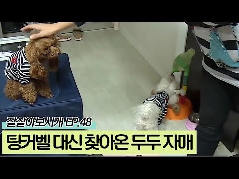 무지개다리를 건넌 '팅커벨' 대신 찾아온 '호두&연두'