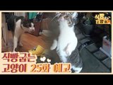 [25회 예고] 식빵굽는 고양이 시즌2, 꼬마요정 먼치킨 & 사이렌 고양이 쥬스의 행동수정