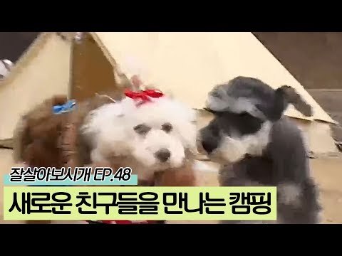 새로운 친구를 만날 수 있는 반려견 캠핑의 묘미