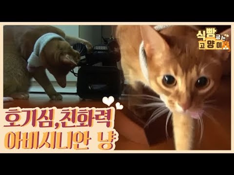 호기심·친화력 최고! 아비시니안 고양이 특징 [식빵굽는 고양이 시즌2] 26회