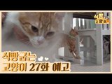 [27회 예고] 식빵굽는 고양이 시즌2, 볼트의 희망 스토리 & 고양이 합사의 모든 것