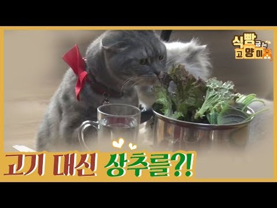 고기 대신 상추를? 못 말리는 떡칠이의 풀 사랑 [식빵굽는 고양이] 34회