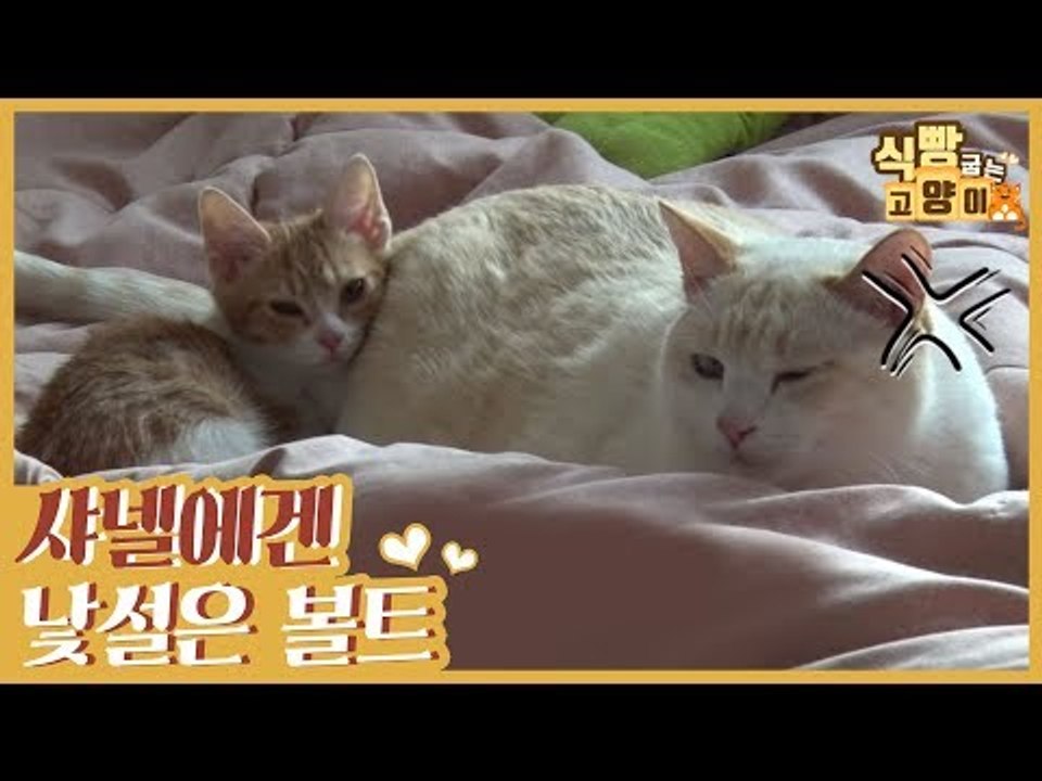 동생을 잃은 샤넬에게 갑작스럽게 찾아온 볼트 [식빵굽는 고양이 시즌2] 27회
