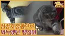 심장 사상충 감염으로 목숨까지 위태로웠던 떡칠이 [식빵굽는 고양이] 34회