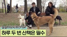 견공들의 기분전환을 위해 하루 2번 산책은 필수