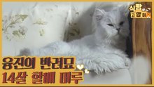 가수 융진의 반려묘 14살 할배 머루를 소개합니다 [식빵굽는 고양이 시즌2] 35회