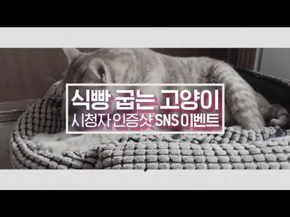 식빵 굽는 고양이 시청자 인증샷 SNS 이벤트