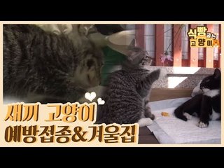 새끼 고양이 예방접종 & 고양이 겨울 집 #꿀팁 [식빵굽는 고양이] 20회