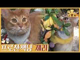 고양이 탈을 쓴 개(?) 프로산책냥 아비시니안 제리 [식빵굽는 고양이 시즌2] 26회