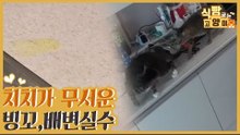 치치가 무서운 빙꼬, 눈칫밥에 잦은 배변 실수까지? [식빵굽는 고양이 시즌2] 35회