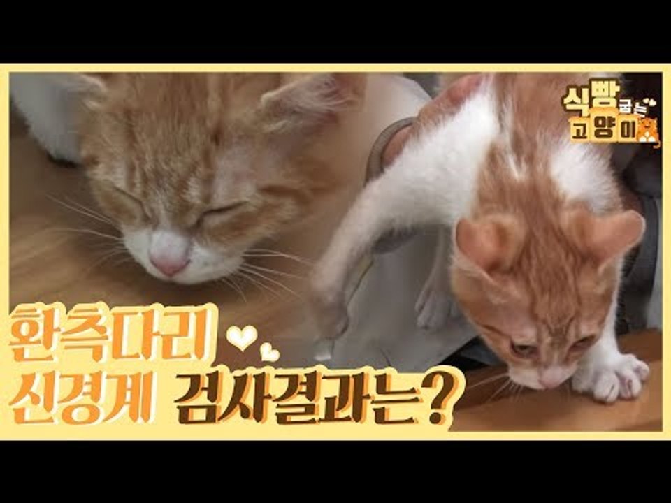 볼트의 환측 다리 신경계 반응 검사 결과는? [식빵굽는 고양이 시즌2] 27회