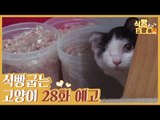 [28회 예고] 식빵굽는 고양이 시즌2, 눈을 잃은 토리 & 냥이들의 비밀 식단