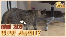 부드러운 아빠 치치! 자식들 중 빙꼬만 괴롭힌다? [식빵굽는 고양이 시즌2] 35회