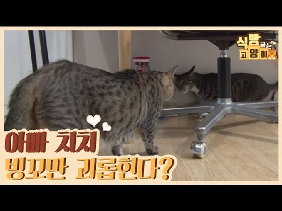 부드러운 아빠 치치! 자식들 중 빙꼬만 괴롭힌다? [식빵굽는 고양이 시즌2] 35회