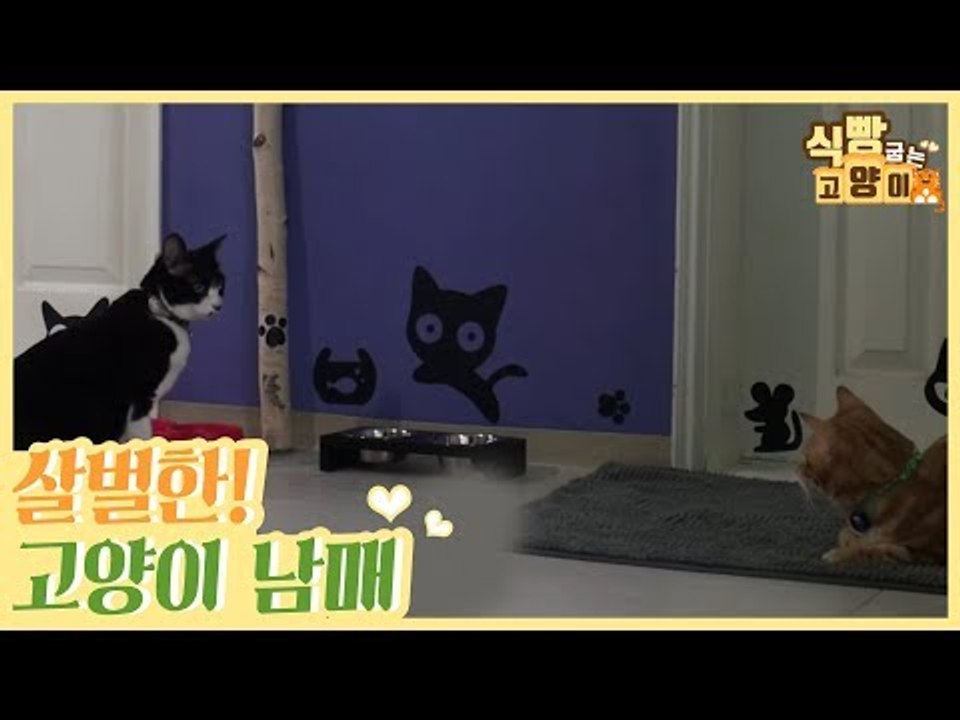 깜순vs광식, 통제 불가! 살벌한 고양이 남매 [식빵굽는 고양이] 27회