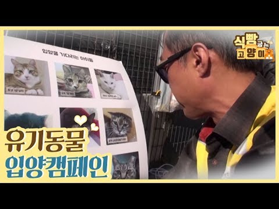 유기 동물 입양 캠페인 & 봉봉이와의 묘연 [식빵굽는 고양이] 21회