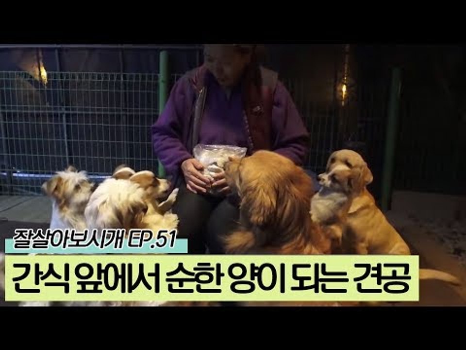 간식 앞에서는 모두 순한 양이 되는 12마리 견공들