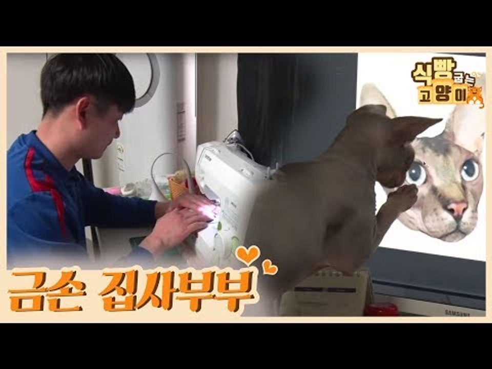 스핑크스 고양이를 반려묘로 둔 금손 집사 부부 [식빵굽는 고양이 시즌2] 36회