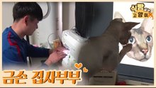 스핑크스 고양이를 반려묘로 둔 금손 집사 부부 [식빵굽는 고양이 시즌2] 36회