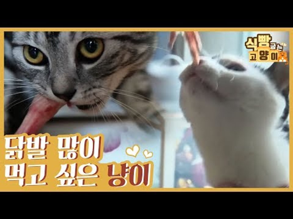 닭발 많이 먹고 싶은 고양이? (야옹~) [식빵굽는 고양이 시즌2] 28회