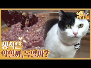 고양이에게 생식은 약일까? 독일까? [식빵굽는 고양이 시즌2] 28회