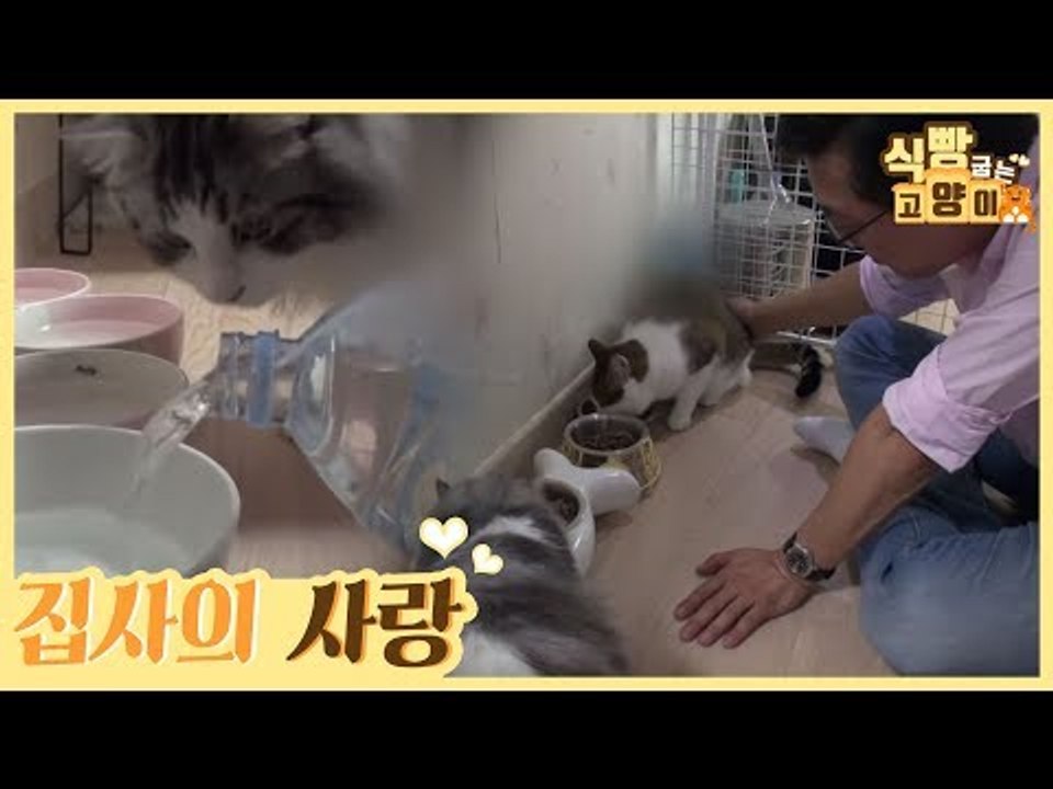 영양제 + 집사의 사랑 = 완벽한 고양이 아침 식사 [식빵굽는 고양이] 22회