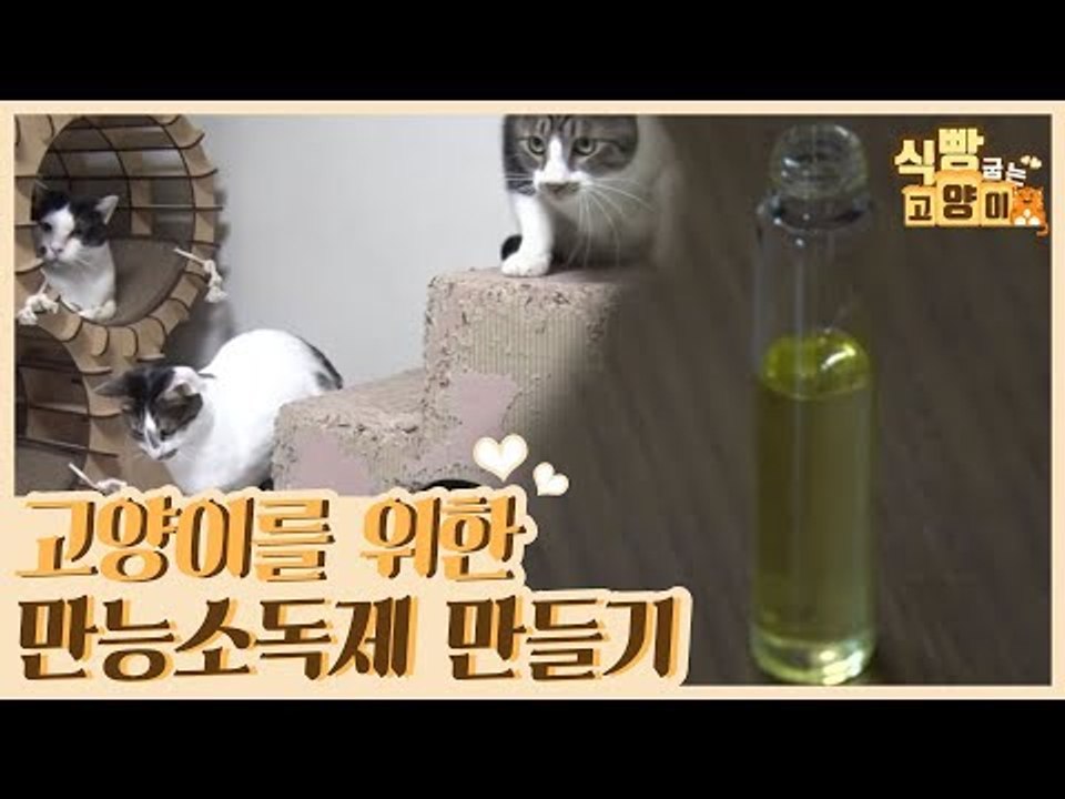 고양이를 위한 만능 소독제 룸 스프레이 만들기 [식빵굽는 고양이] 22회
