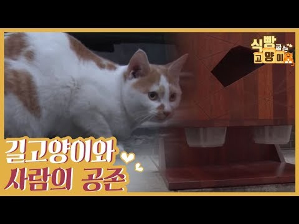 길고양이와 사람의 공존을 바라는 하연 씨의 노력 [식빵굽는 고양이] 23회