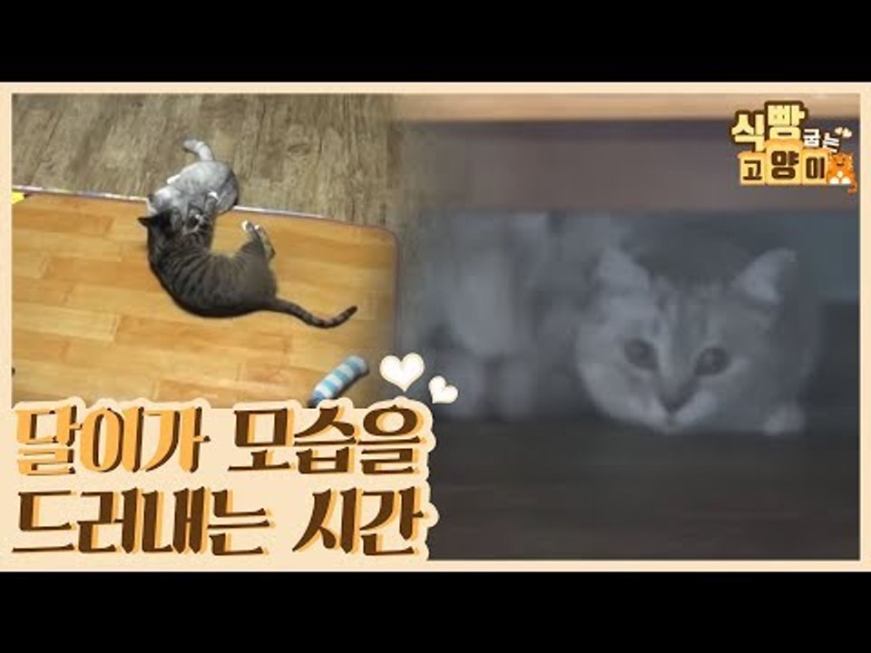 달이가 모습을 드러내는 시간 (ft.고양이 발톱 관리) [식빵굽는 고양이 시즌2] 31회