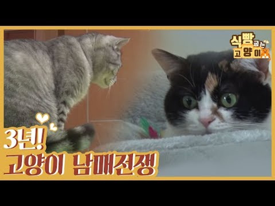 찌비vs비치, 3년간 이어진 고양이 남매 전쟁의 이유는? [식빵굽는 고양이] 24회