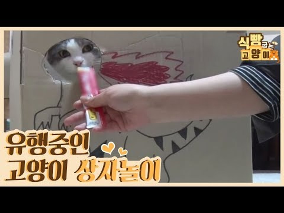 집사들 사이에서 유행하고 있는 고양이 상자 놀이 [식빵굽는 고양이 시즌2] 29회