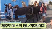 제주도의 인기스타 당나귀 연히와 반려견 유리&누리