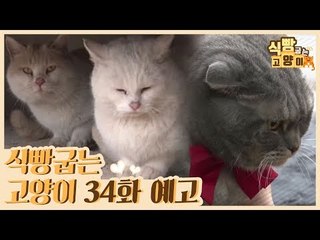 [34회 예고] 식빵굽는 고양이 시즌2, 다섯 고양이가 사는 절 & 떡칠이의 일상